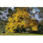 MACERAT NOYER BIO HERBALGEM MACERAT NOYER BIO HERBALGEM