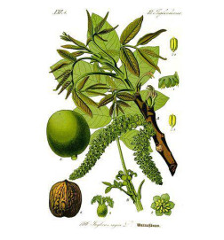 MACERAT DE NOYER BIO HERBALGEM fonction intestinale