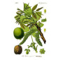 MACERAT NOYER BIO HERBALGEM MACERAT NOYER BIO HERBALGEM