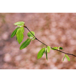 CHARME Bourgeons macérat Bio Herbalgem