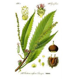 MACERAT CHATAIGNIER BIO HERBALGEM varices et cellulite