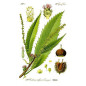 CHATAIGNIER Bourgeons macerat bio Herbalgem CHATAIGNIER Bourgeons macerat bio Herbalgem