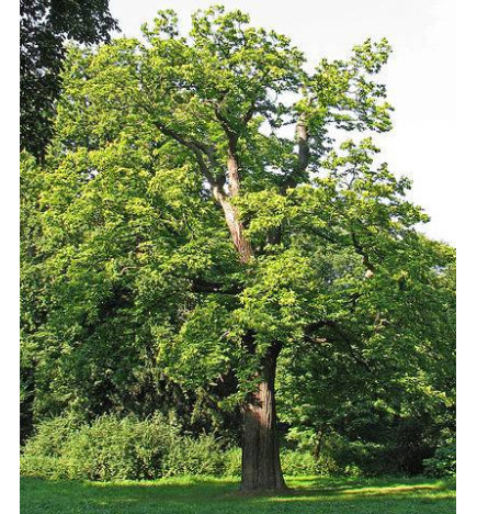 CHATAIGNIER Bourgeons macerat bio Herbalgem