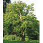 CHATAIGNIER Bourgeons macerat bio Herbalgem CHATAIGNIER Bourgeons macerat bio Herbalgem