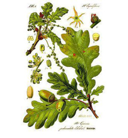 MACERAT CHENE BIO HERBALGEM