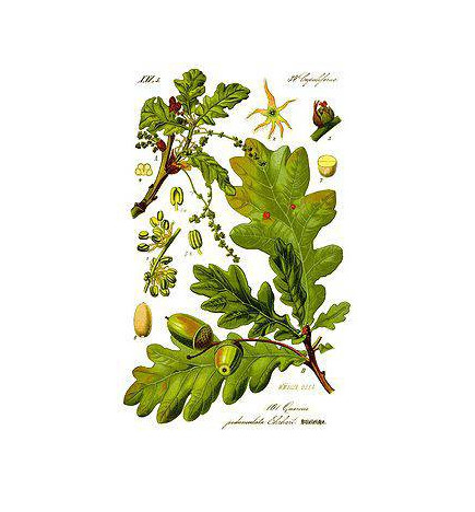 MACERAT CHENE BIO HERBALGEM