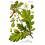 MACERAT CHENE BIO HERBALGEM vitalité et énergie