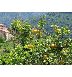 CITRONNIER Bourgeons macérat Bio Herbalgem