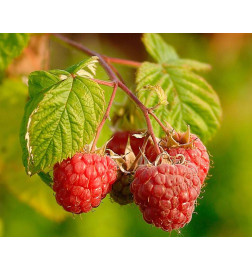 MACERAT FRAMBOISIER BIO HERBALGEM