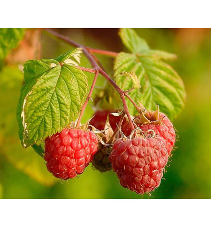 MACERAT FRAMBOISIER BIO HERBALGEM