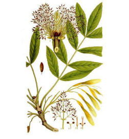 MACERAT FRENE BIO HERBALGEM souplesse des ligaments et muscles