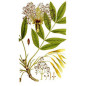 MACERAT FRENE BIO HERBALGEM MACERAT FRENE BIO HERBALGEM