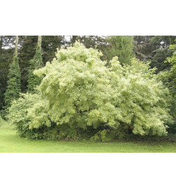 MACERAT FRENE BIO HERBALGEM