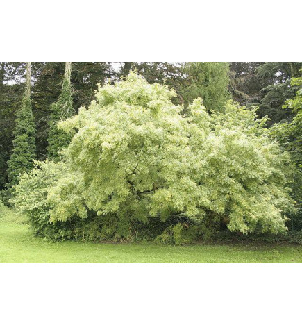 MACERAT FRENE BIO HERBALGEM