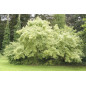 MACERAT FRENE BIO HERBALGEM MACERAT FRENE BIO HERBALGEM
