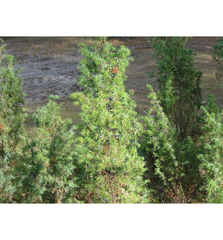 MACERAT GENEVRIER BIO HERBALGEM