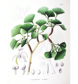 MACERAT GINKGO BILOBA BIO HERBALGEM stimulant mémoire