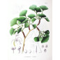 MACERAT GINKGO BILOBA BIO HERBALGEM