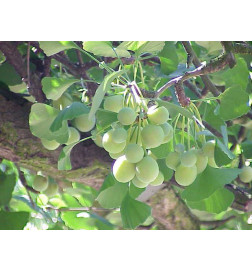 MACERAT GINKGO BILOBA BIO HERBALGEM