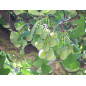 MACERAT GINKGO BILOBA BIO HERBALGEM