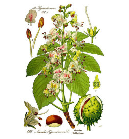 MACERAT MARRONIER BIO HERBALGEM confort veineux