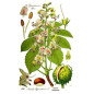 MARRONNIER Bourgeons macérat Bio Herbalgem