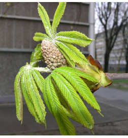MARRONNIER Bourgeons macérat Bio Herbalgem