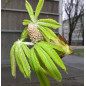 MARRONNIER Bourgeons macérat Bio Herbalgem