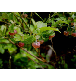 MACERAT MYRTILLIER BIO HERBALGEM