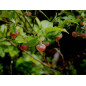 MACERAT MYRTILLIER BIO HERBALGEM MACERAT MYRTILLIER BIO HERBALGEM