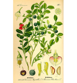 MACERAT MYRTILLIER BIO HERBALGEM soin des yeux