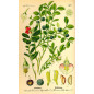 MACERAT MYRTILLIER BIO HERBALGEM MACERAT MYRTILLIER BIO HERBALGEM