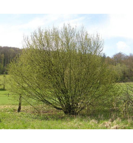 MACERAT NOISETIER BIO HERBALGEM