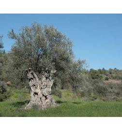 MACERAT OLIVIER BIO HERBALGEM