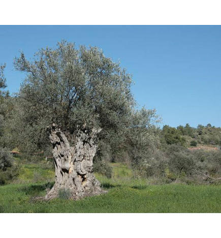 MACERAT OLIVIER BIO HERBALGEM