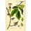 MACERAT ORME BIO HERBALGEM