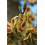 MACERAT ORME BIO HERBALGEM