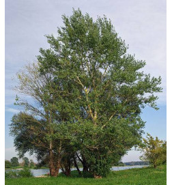 MACERAT PEUPLIER BIO HERBALGEM