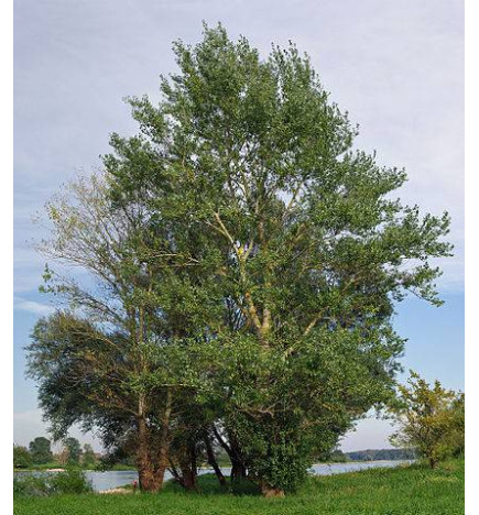 MACERAT PEUPLIER BIO HERBALGEM
