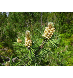 MACERAT PIN DES MONTAGNES BIO HERBALGEM confort articulaire