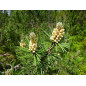 MACERAT PIN DES MONTAGNES BIO HERBALGEM MACERAT PIN DES MONTAGNES BIO HERBALGEM