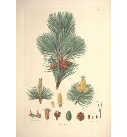 MACERAT PIN DES MONTAGNES BIO HERBALGEM confort articulaire