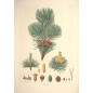 MACERAT PIN DES MONTAGNES BIO HERBALGEM MACERAT PIN DES MONTAGNES BIO HERBALGEM