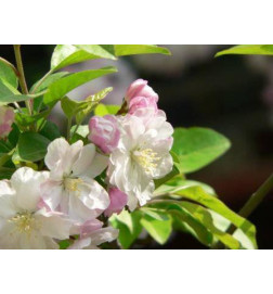 MACERAT POMMIER BIO HERBALGEM