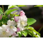 MACERAT POMMIER BIO HERBALGEM