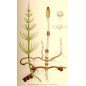 MACERAT PRELE BIO HERBALGEM