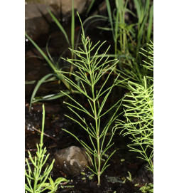 MACERAT PRELE BIO HERBALGEM