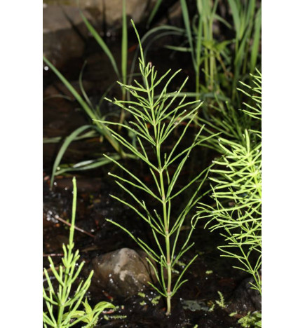 MACERAT PRELE BIO HERBALGEM