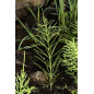 MACERAT PRELE BIO HERBALGEM