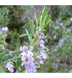 MACERAT ROMARIN BIO HERBALGEM